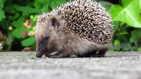 Hedgehog in the back yard Stock Footage 45542363