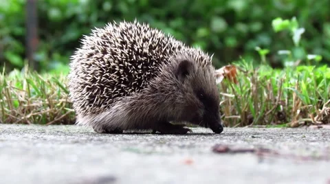 Hedgehog in the back yard Video stock 45543061