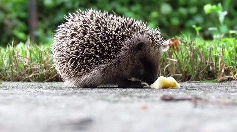 Hedgehog in the back yard Stock Footage 45970504