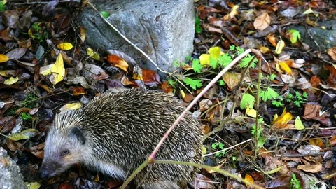Hedgehog Backyard Video stock 83996438