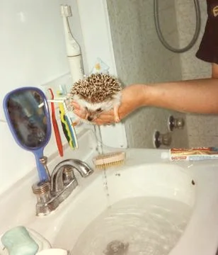 Hedgehog Bath Stock Photos