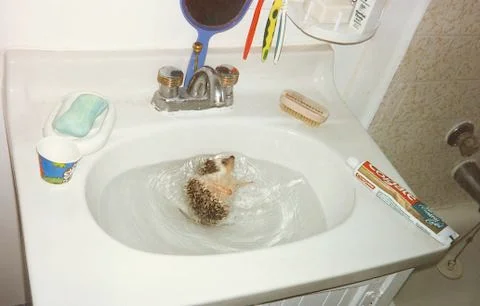 Hedgehog Bath Foto stock
