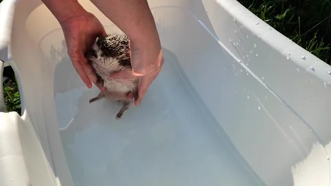 Hedgehog bathing. Hands lower an African pygmy hedgehog into a bath Stock Footage 267121035
