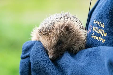 Hedgehog being held Stock Photos