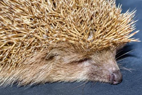 Hedgehog  on black background Stock Photos