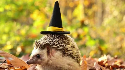 Hedgehog in a black witch hat in oak foliage in a sunny autumn forest Stock Footage 306876127