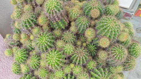 Hedgehog cactus Stock Footage 276453264