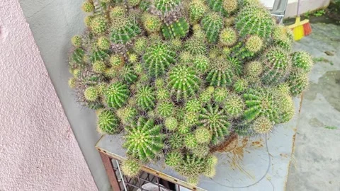 Hedgehog cactus Stock Footage 276453288