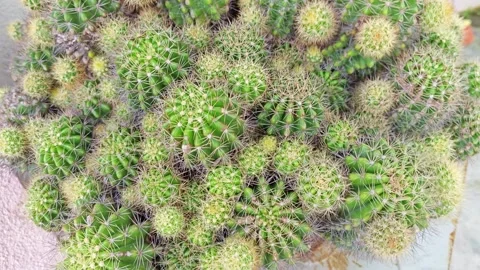 Hedgehog cactus Stock Footage 276453310