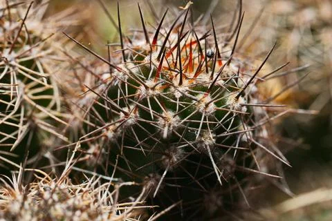 Hedgehog Cactus Stock Photos