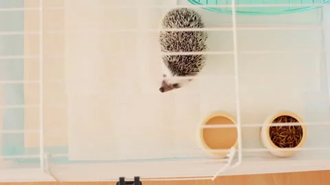 Hedgehog in a cage. Keeping a spiny pet at home. Stock Footage 336809865
