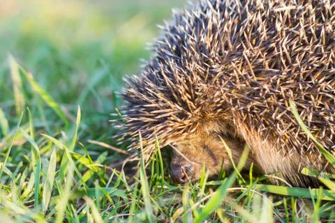 Hedgehog cautiously sniffs the grass Stock Photos