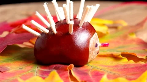 Hedgehog from chestnut Stock Footage 42382323