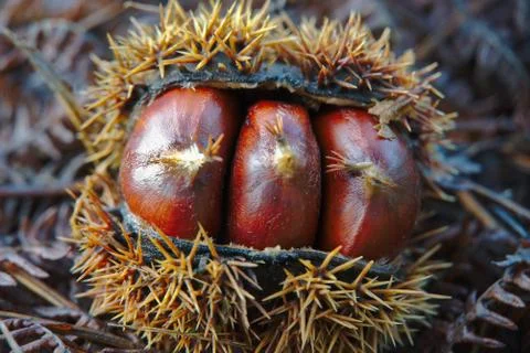 Hedgehog chestnuts Stock Photos