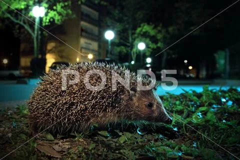 Hedgehog in the city centre Stock Photos