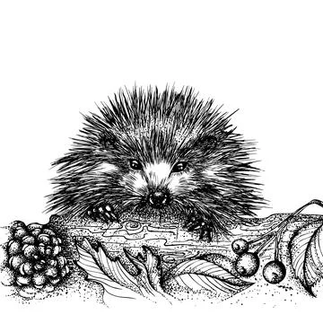 Hedgehog climbing over a log Stock Illustration