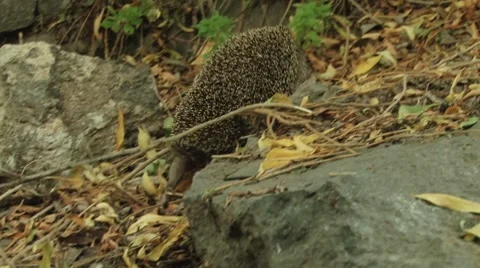 Hedgehog Climbing into the rock 库存影片 8679605