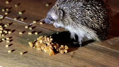 Hedgehog close up eats wet food Stock Footage 180493597