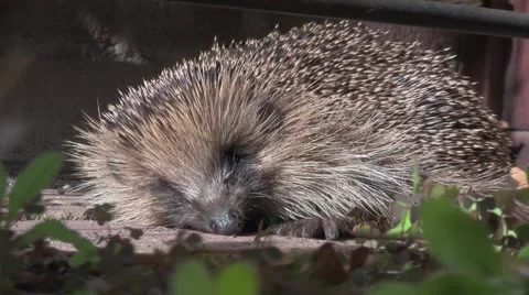 Hedgehog close-up Stock Footage 5165498