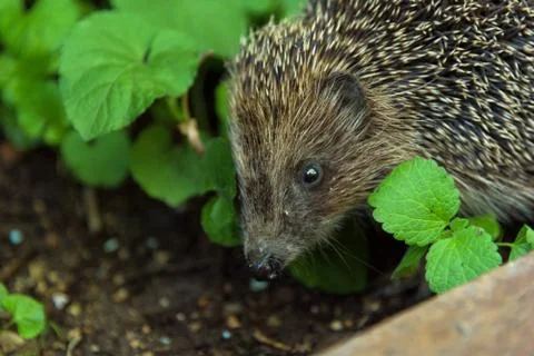 Hedgehog closeup in grass Stock Photos