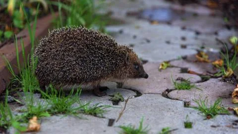 Hedgehog closeup Stock Photos