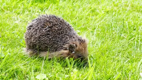 Hedgehog colonized with ticks crossing a meadow Stock Footage 221768622