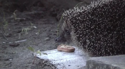 Hedgehog cookies for dinner. Stock Footage 68293448