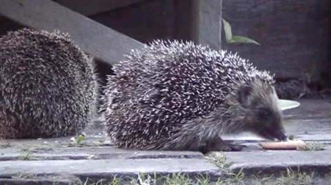 Hedgehog cookies for dinner. A pair of hedgehogs, frolics. Stock Footage 68293475