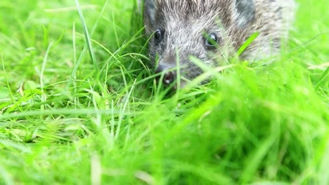 Hedgehog crawling slowly through fresh green grass Stock Footage 317169167