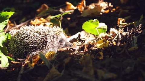 Hedgehog creeps into grass Stock Footage 94926957
