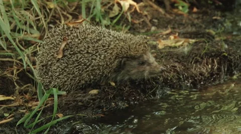 Hedgehog crossing the river 库存影片 8679245