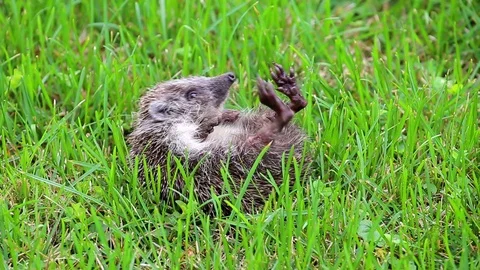 Hedgehog curled up on back trying to turn, wildlife portrait of Erinaceus eur Stock Footage 86626710
