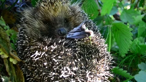 Hedgehog curled in the grass eats a bird Stock Footage 72127046