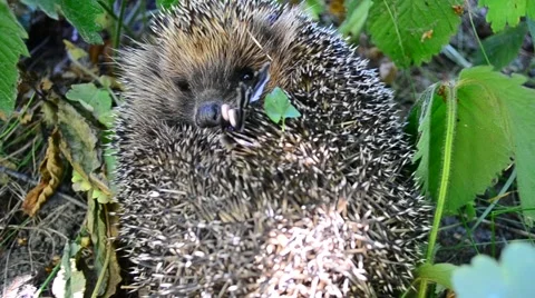 Hedgehog curled in the grass Stock Footage 69055187