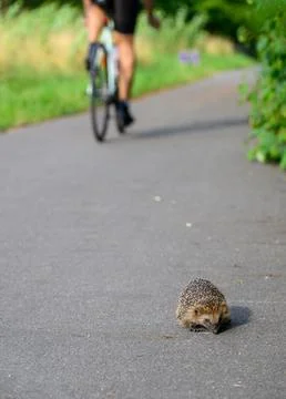 A hedgehog on a cycle path with a bicycle in the background Stock Photos