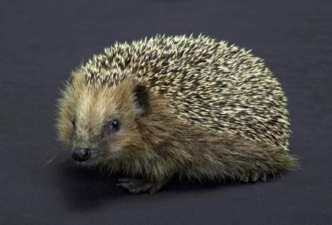 Hedgehog in dark back Stock Photos