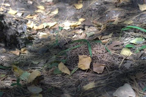 A hedgehog in the deciduous forest Stock Photos