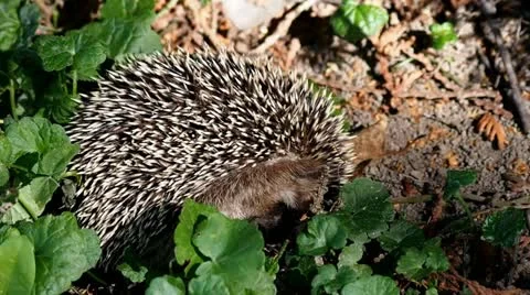 Hedgehog disturbed from sleep 库存影片 11733312