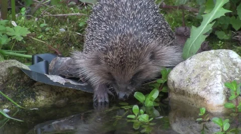 Hedgehog drinking 스톡 동영상 5165454