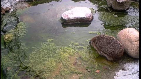 Hedgehog drinking - Igel Stock Footage 137886374