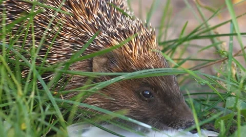 Hedgehog drinking milk on the grass Stock Footage 55151992