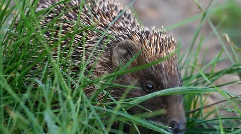 Hedgehog drinking milk on the grass Video stock 57113778