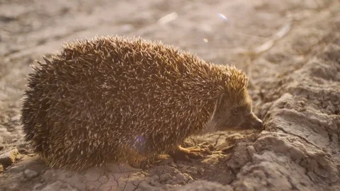 Hedgehog in dry ground, sunset time 스톡 동영상 75249474