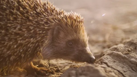 Hedgehog in dry ground, sunset time Vidéo 75249583