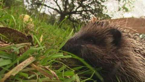 Hedgehog eating among fallen fruit in grass Stock Footage 314896445