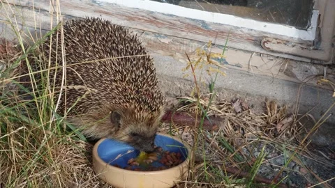 Hedgehog eating. Stock Footage 247017226