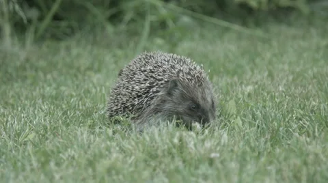 Hedgehog eating on the grass Stock Footage 51482877