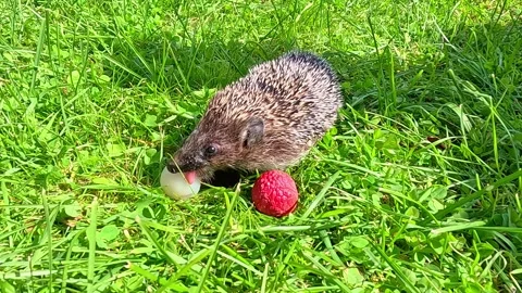 Hedgehog eating lychee fruit on green grass Stock Footage 321353498