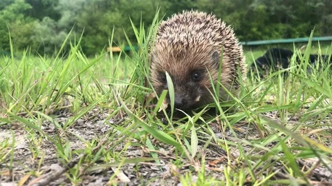 The hedgehog eats and leaves. Stock Footage 131460706