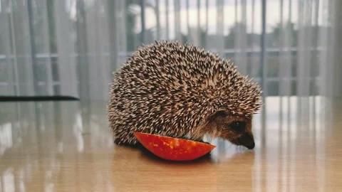Hedgehog eats apple on the table. Stock Footage 172490447